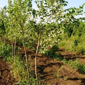 Саженцы: Вяз пёстролистный,  курчавый пирамидальный,  широколистный