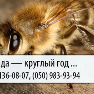 Выкуп меда по Украине – (067) 136-08-07 – (050) 983-93-94