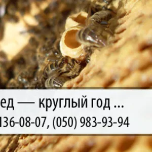 Скупаю мед по Украине – (067) 136-08-07 – (050) 983-93-94