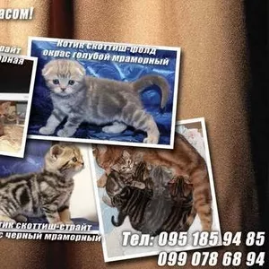 Котята скоттиш-фолд и скоттиш-страйт,  окрас черный мраморный