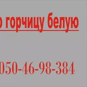 Куплю,  горчицу белую,  закупаем оптом,  семена горчицы,  самовывоз,  вся У