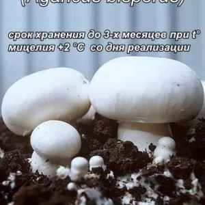 Мицелий вешенки,  шампиньона Недорого! Міцелій гливи,  печериці