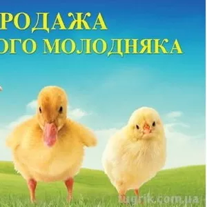 Продаж і прийом замовлення на добовий та підрощений молодняк птиці