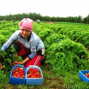 Работа в Финляндии сезонная (клубника и малина). 