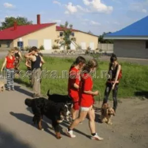 Аджилити (спортивная дрессировка) в Донецке,  на Украине