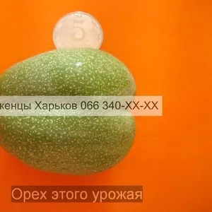 Cаженцы крупного грецкого ореха грецкий орех