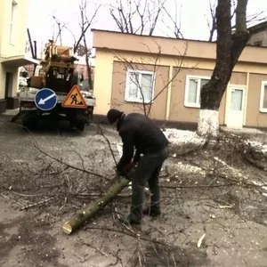 Спилить дерево Киев Удаление деревьев