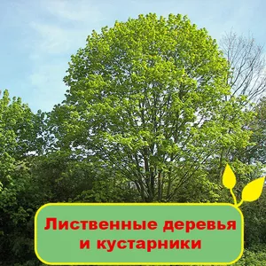 Лиственные деревья и кустарники