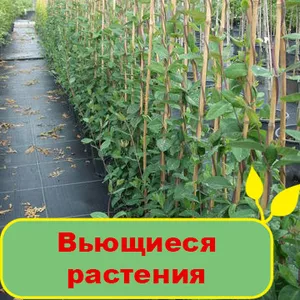 Продам вьющиеся растения