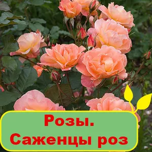 Розы. Саженцы роз