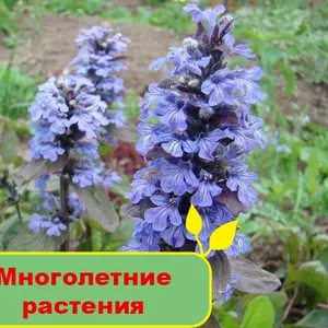 Купить многолетние растения в Greensad