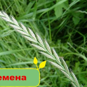 Купить качественные семена в Greensad