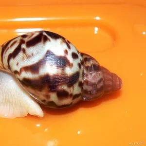  Achatina reticulata 