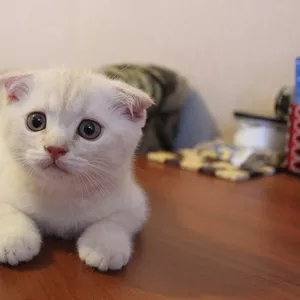   Продам котенка редкого окраса породы Scottish fold! !!