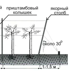 шпалерные столбы и приштамбовая опора