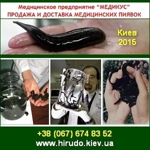 Купить пиявку 2015 медицинскую в Киеве ООО Медикус