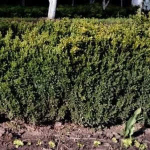 Самшит вечнозеленый (Buxus sempervirens)