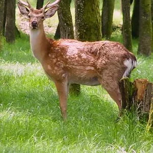 карпаты на майские праздники из киева,  туры закарпатье на майские