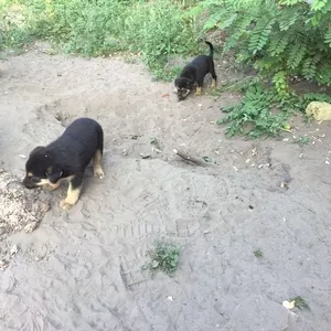 ОТДАМ БЕСПЛАТНО ЩЕНКА в ХОРОШИЕ РУКИ