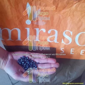 Семена подсолнечника для засушливых регионов - Mirasol seed