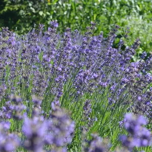 Лаванда Lavender