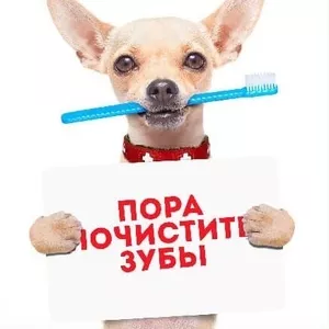 Чистка зубов ультразвуком домашним животным в зоосалоне Dog-style