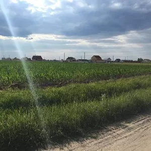 Земля під садівництво,  Брусилів,  Ставище.