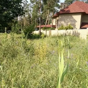 Земельный участок в сосновом лесу на берегу реки Самара.