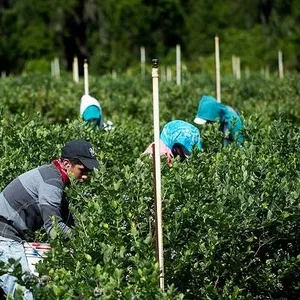 Работа в Польше на Сбор Голубики