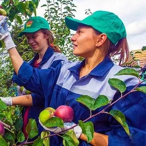 Работа в Польше Сбор Яблок