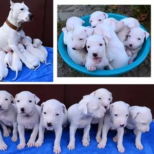 щенки Аргентинского Дога. Dogo Argentino