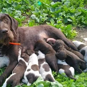 немецкий дратхаар щенки от роб родителей