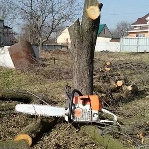 Професійні послуги зі спилювання дерев будь-якої складності